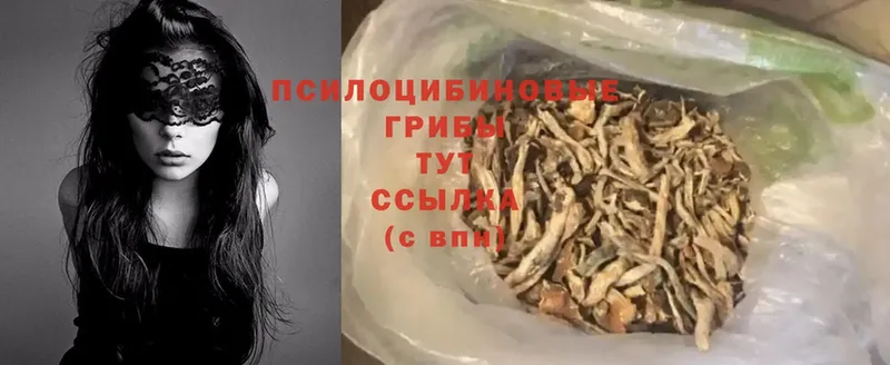 Псилоцибиновые грибы Psilocybe  блэк спрут как зайти  Нестеров 